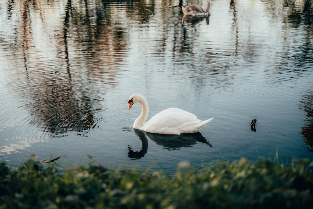 a white swan is swimming in a pond