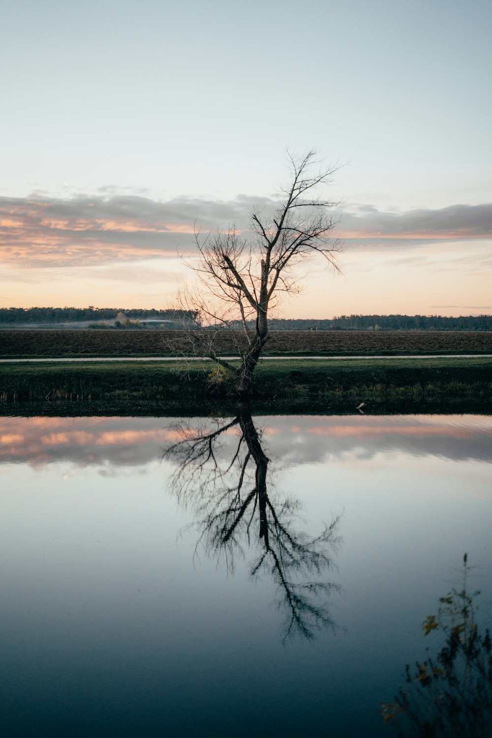 a lone tree is reflected in the still water of a lake