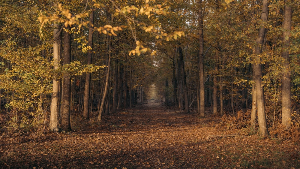 a dirt road surrounded by trees and leaves