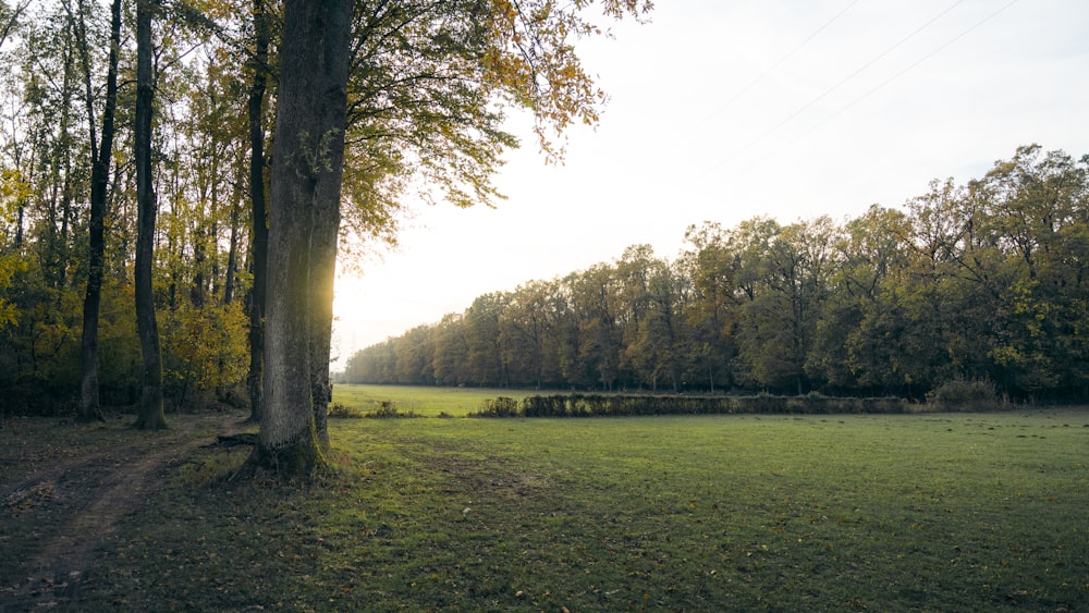 a grassy field with a tree in the foreground