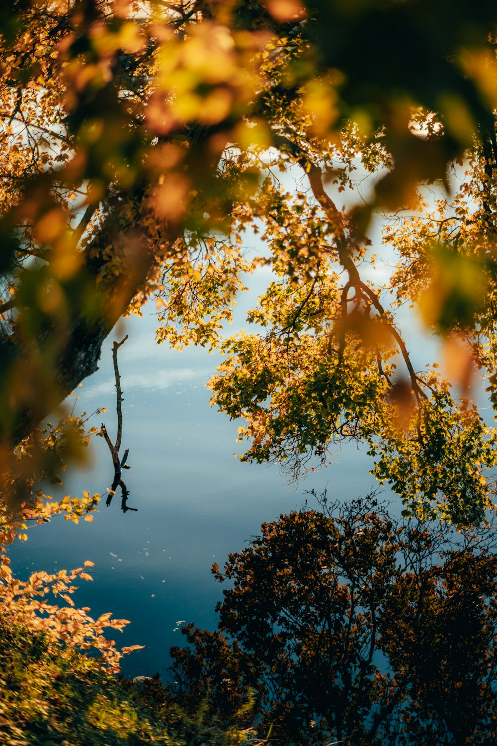 the reflection of trees in a body of water