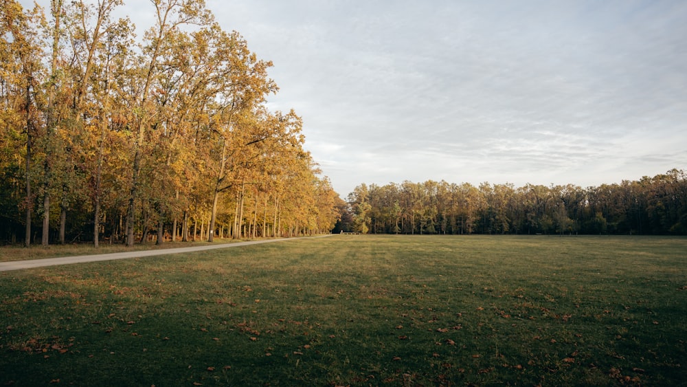 a grassy field with trees in the background