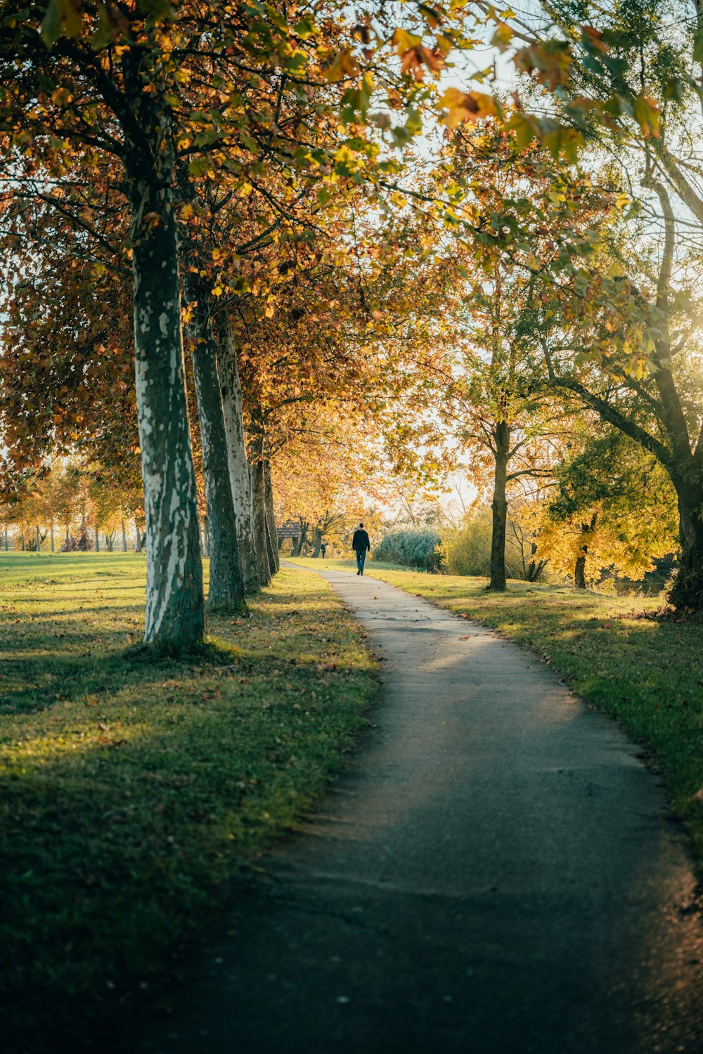 a person walking down a path between two trees