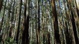 Tall eucalyptus trees stretch upwards, creating a dense forest with strong vertical lines. Sunlight filters through the canopy, casting shadows on the diverse green foliage at the base.