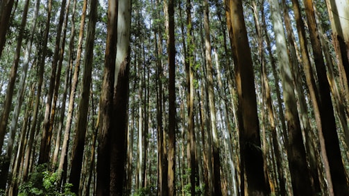 Tall eucalyptus trees stretch upwards, creating a dense forest with strong vertical lines. Sunlight filters through the canopy, casting shadows on the diverse green foliage at the base.