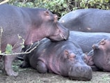 Three hippos resting closely together on the ground, surrounded by some greenery. One hippo is resting its head on another, creating a peaceful and serene scene. The hippos have a pinkish gray skin tone, and their eyes are closed as they relax.