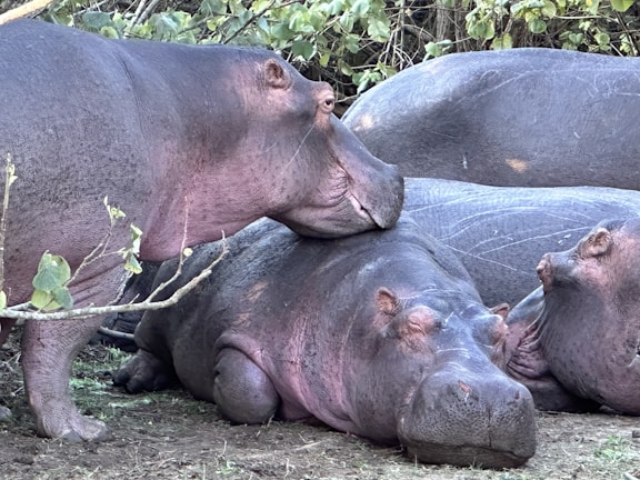 Three hippos resting closely together on the ground, surrounded by some greenery. One hippo is resting its head on another, creating a peaceful and serene scene. The hippos have a pinkish gray skin tone, and their eyes are closed as they relax.