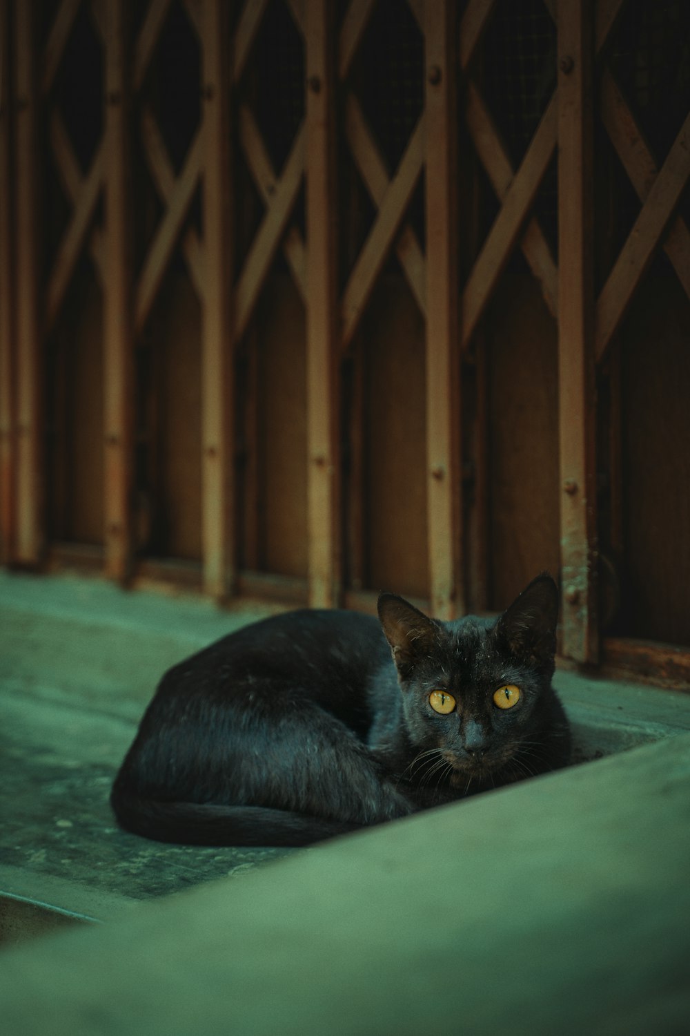 un gatto nero sdraiato a terra