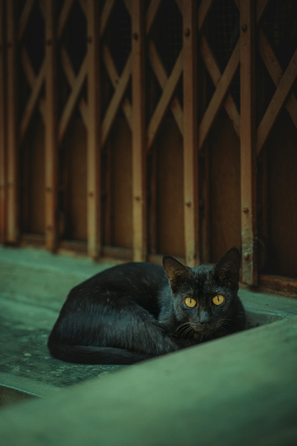 a black cat laying down on the ground