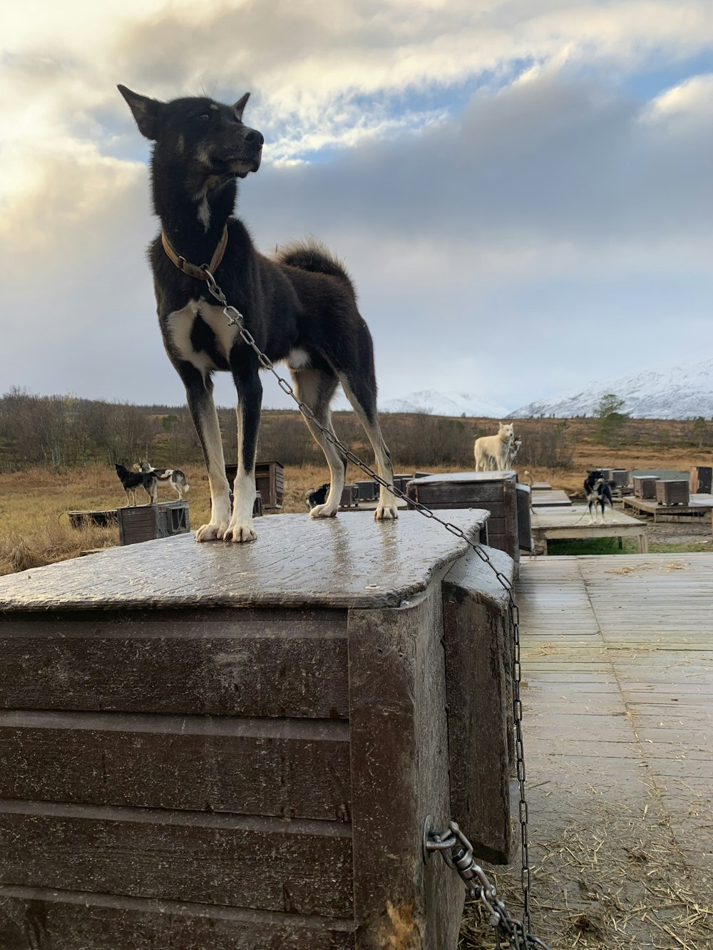 a black and white dog standing on top of a wooden box