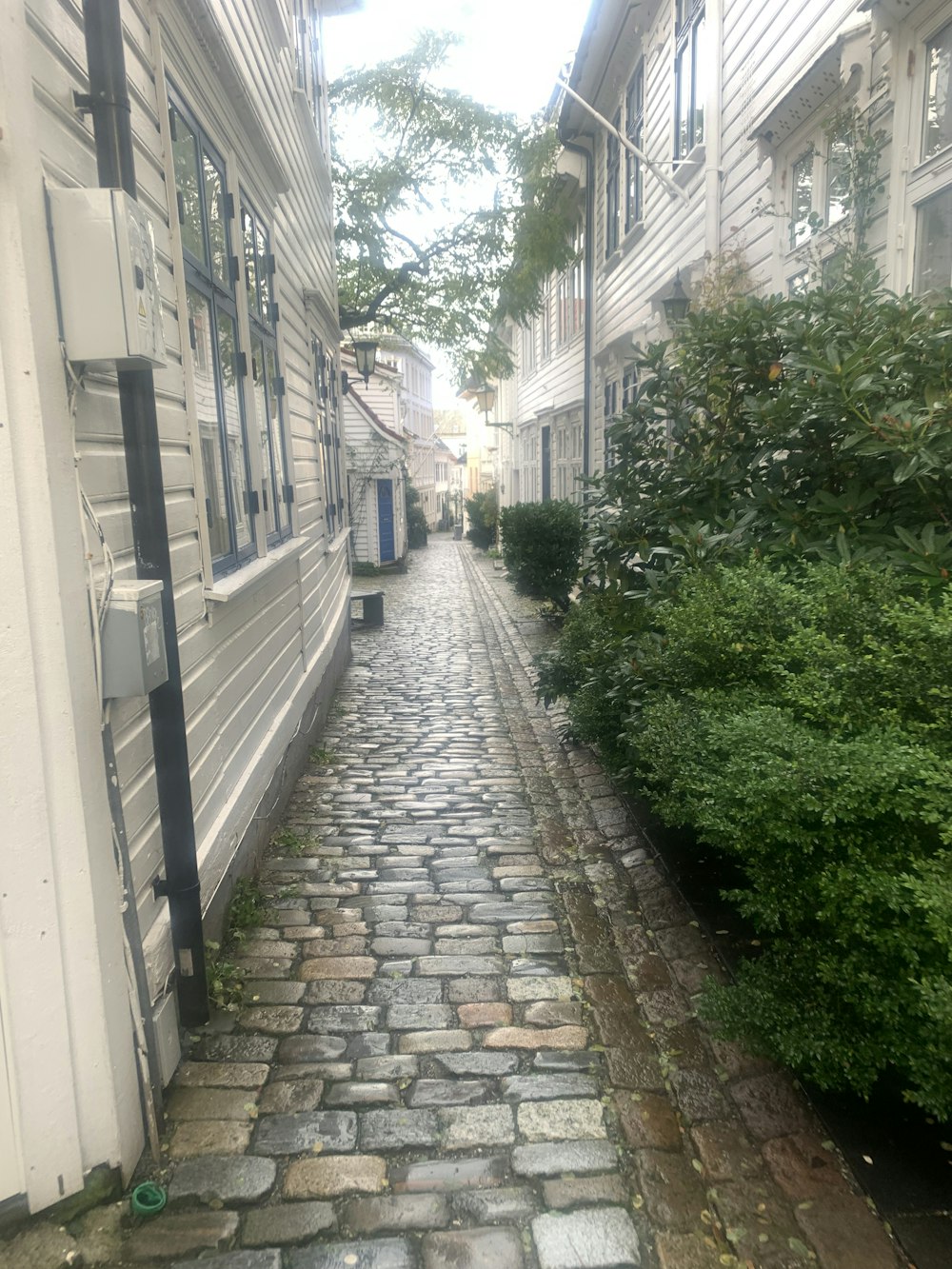 a cobblestone street in a residential area
