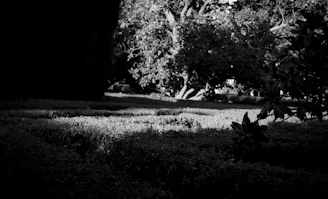 Elegant monochrome photo of a lush, professionally landscaped garden in Suffolk County.