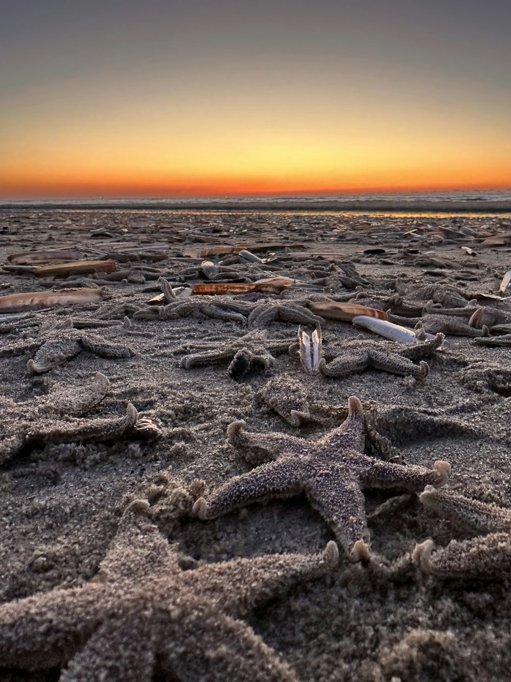 a starfish on a sandy beach at sunset