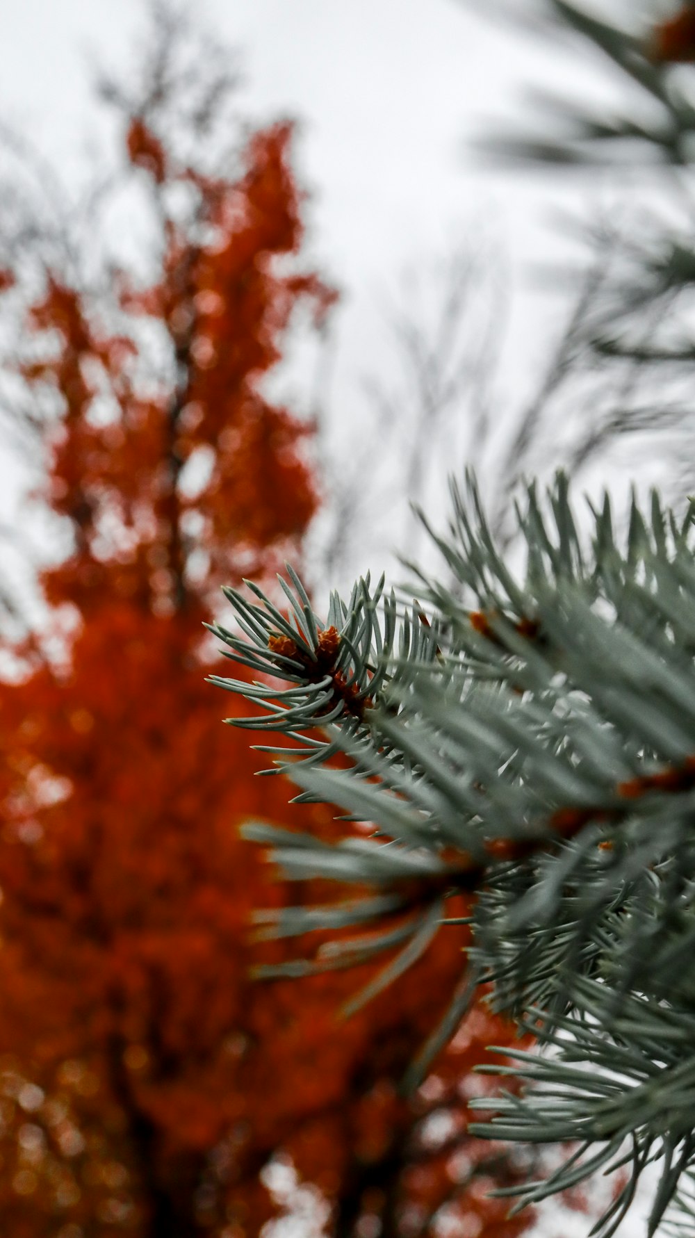 a close up of a pine tree with red leaves