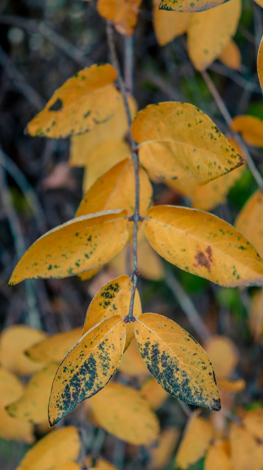 a close up of a tree with yellow leaves