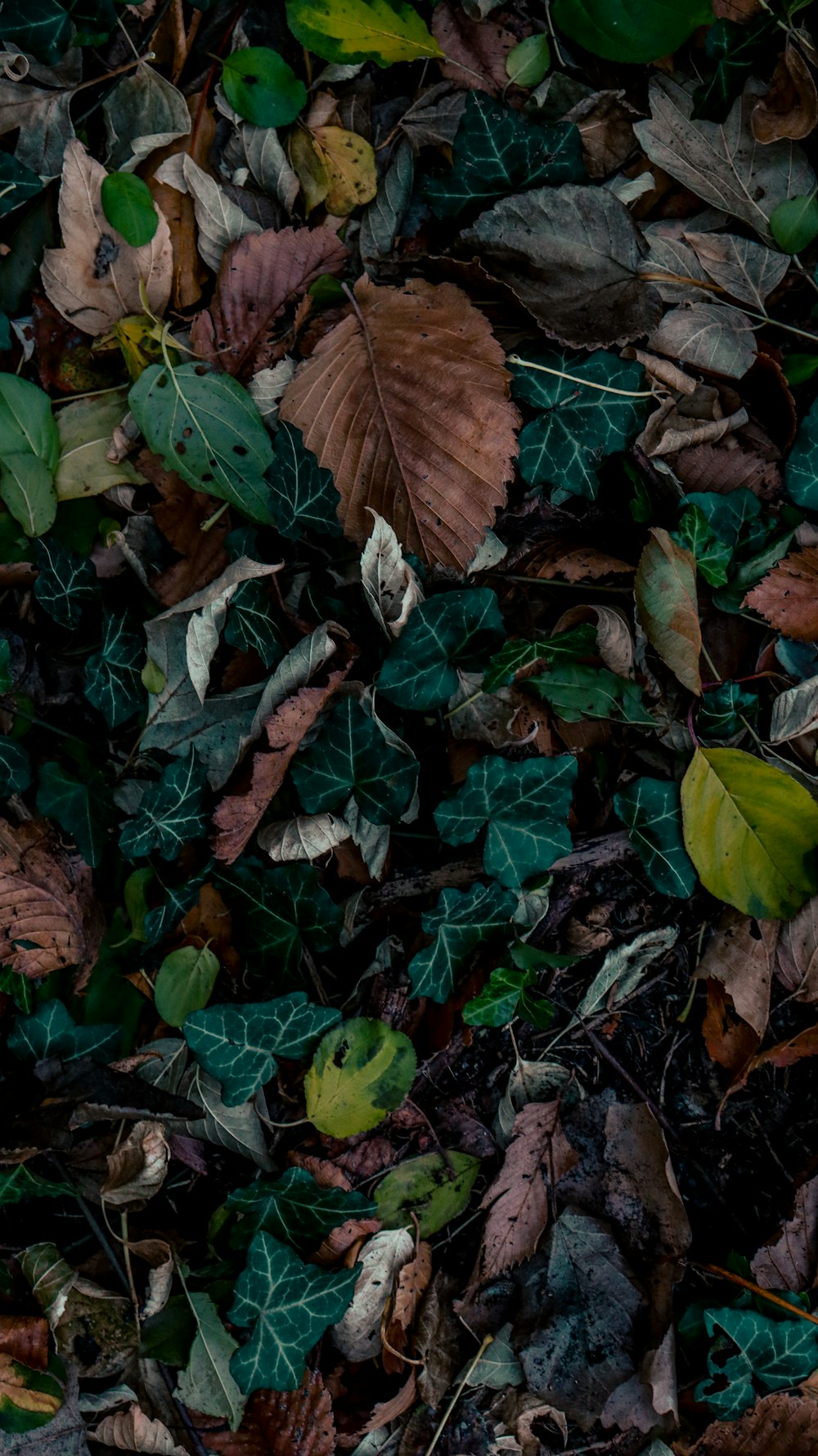 a bunch of leaves that are on the ground