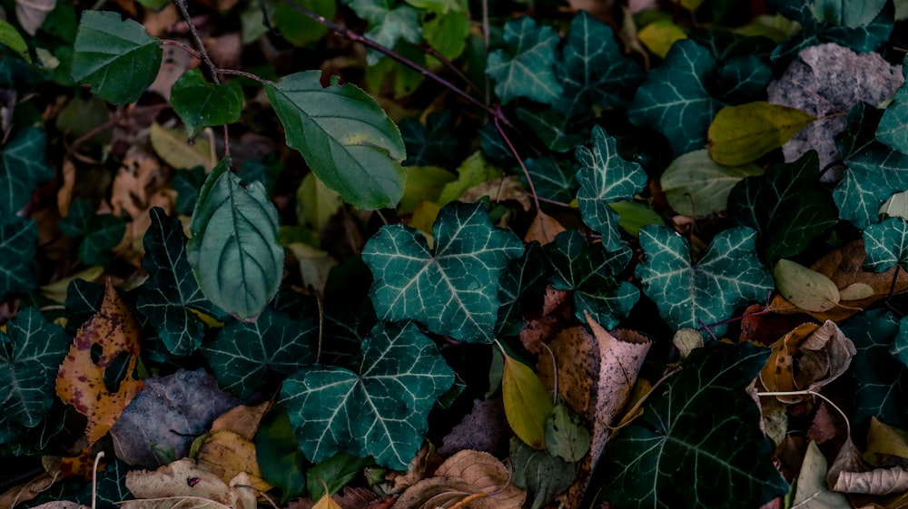 a bunch of leaves that are on the ground