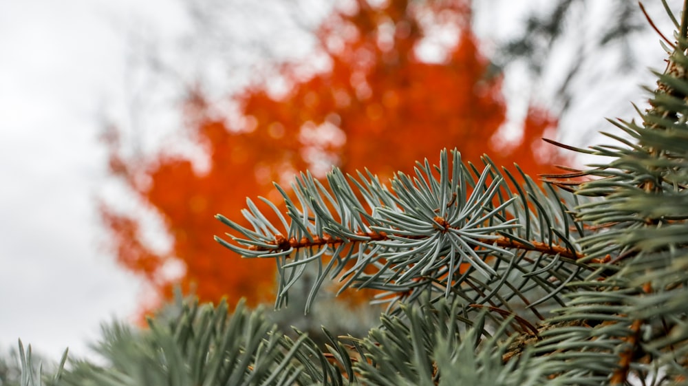 a close up of a pine tree with a red tree in the background