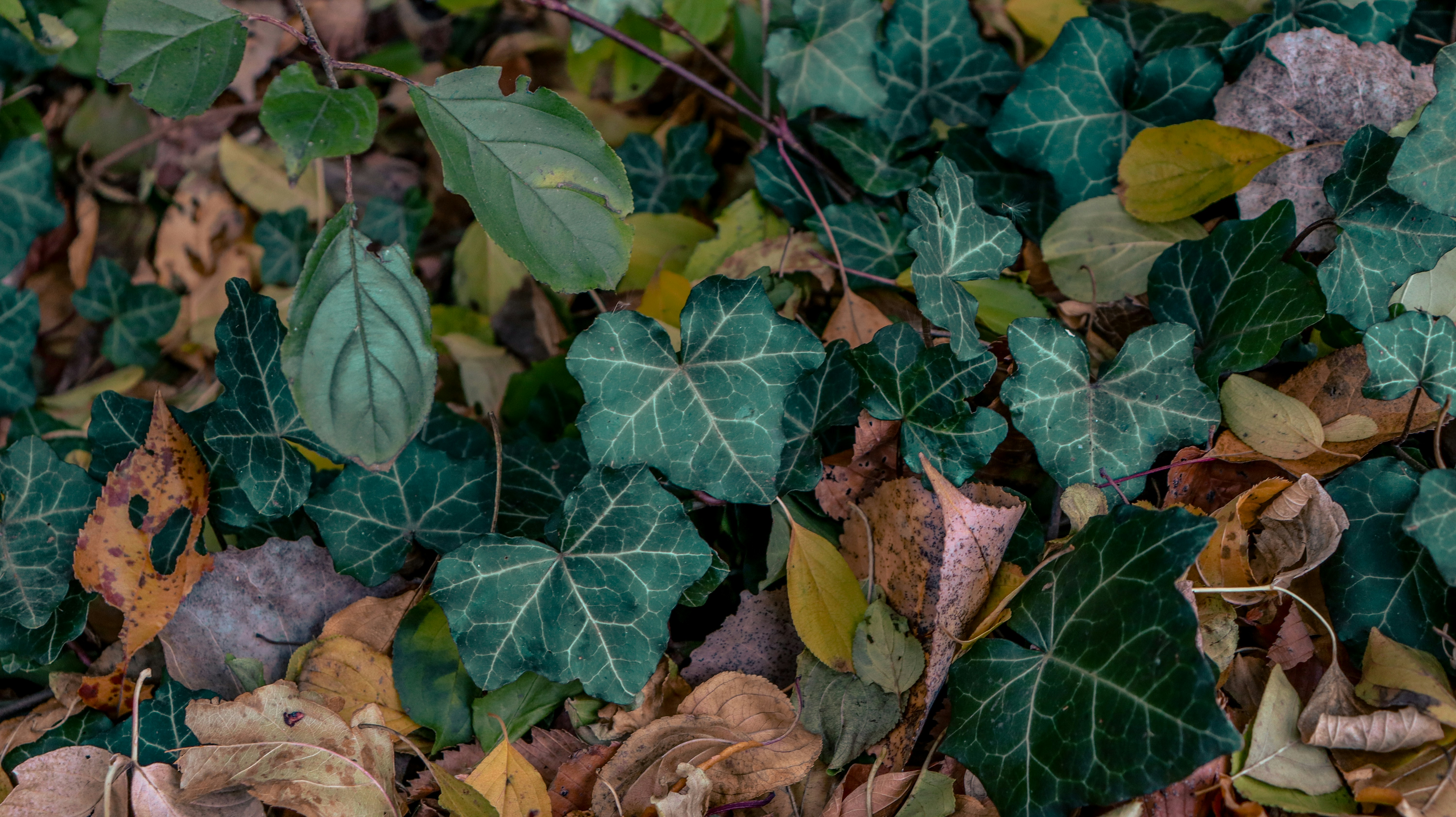 Choose from a curated selection of leaf backgrounds. Always free on Unsplash.