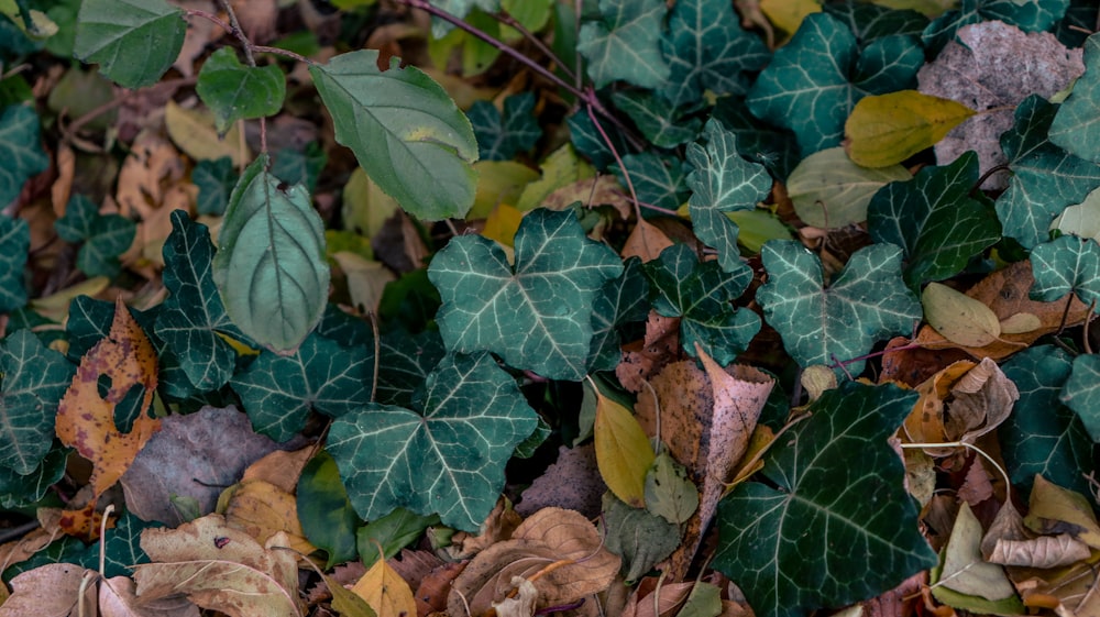 a bunch of leaves that are on the ground