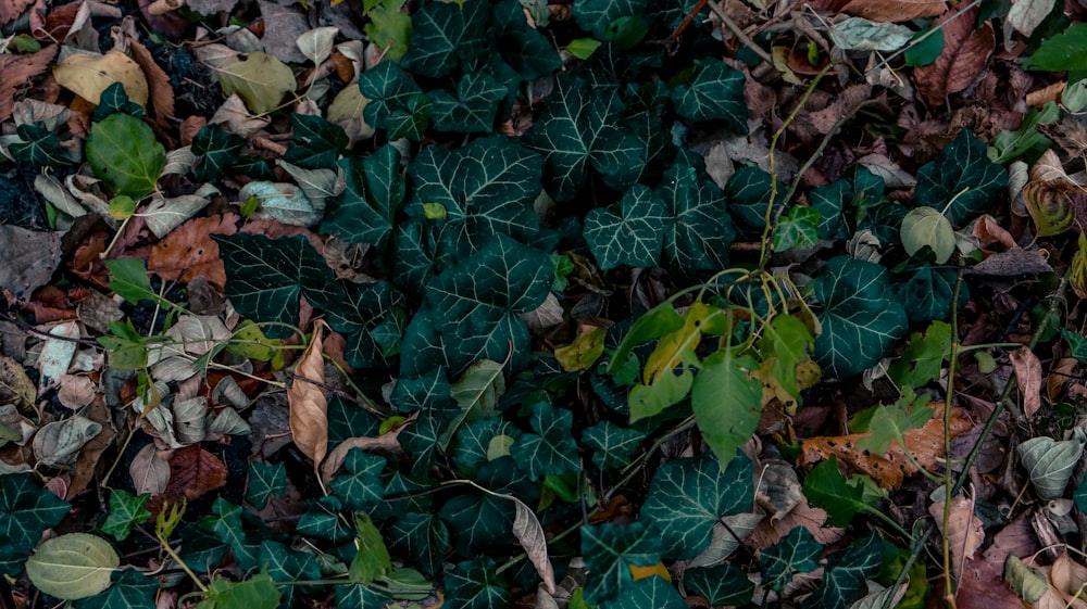 a bunch of leaves that are on the ground