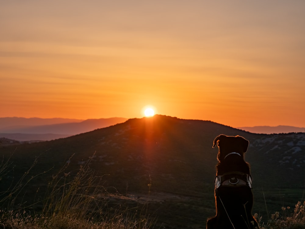 a dog sitting on top of a grass covered field