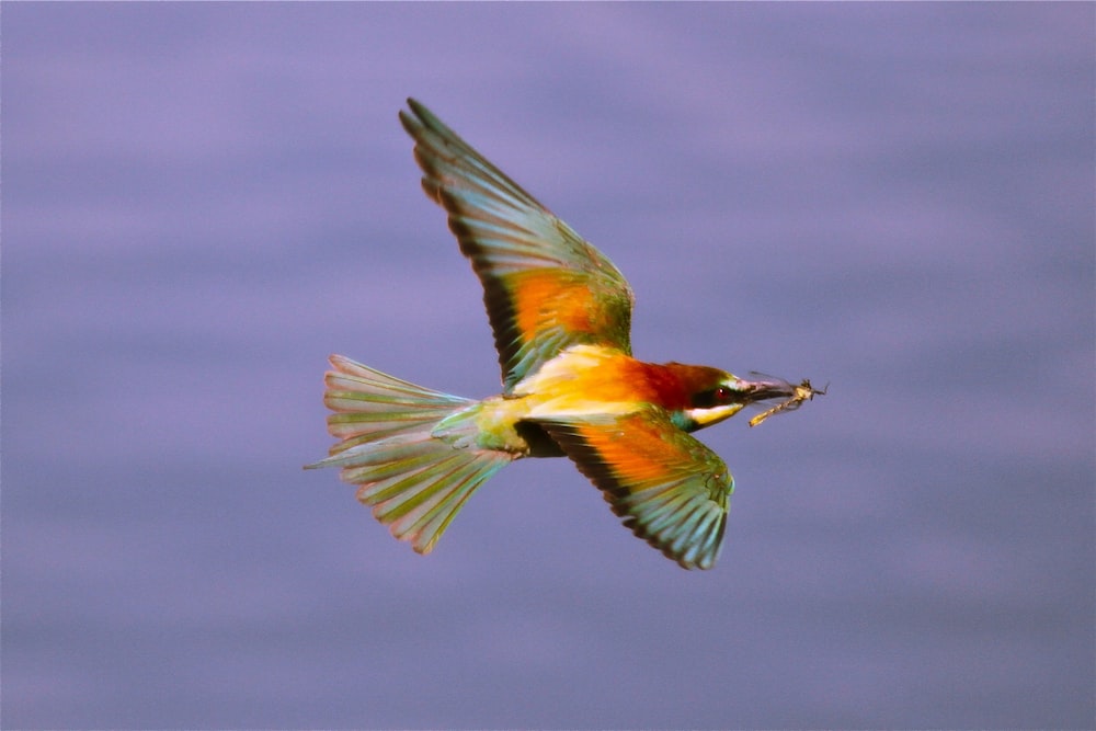 a colorful bird flying over a body of water