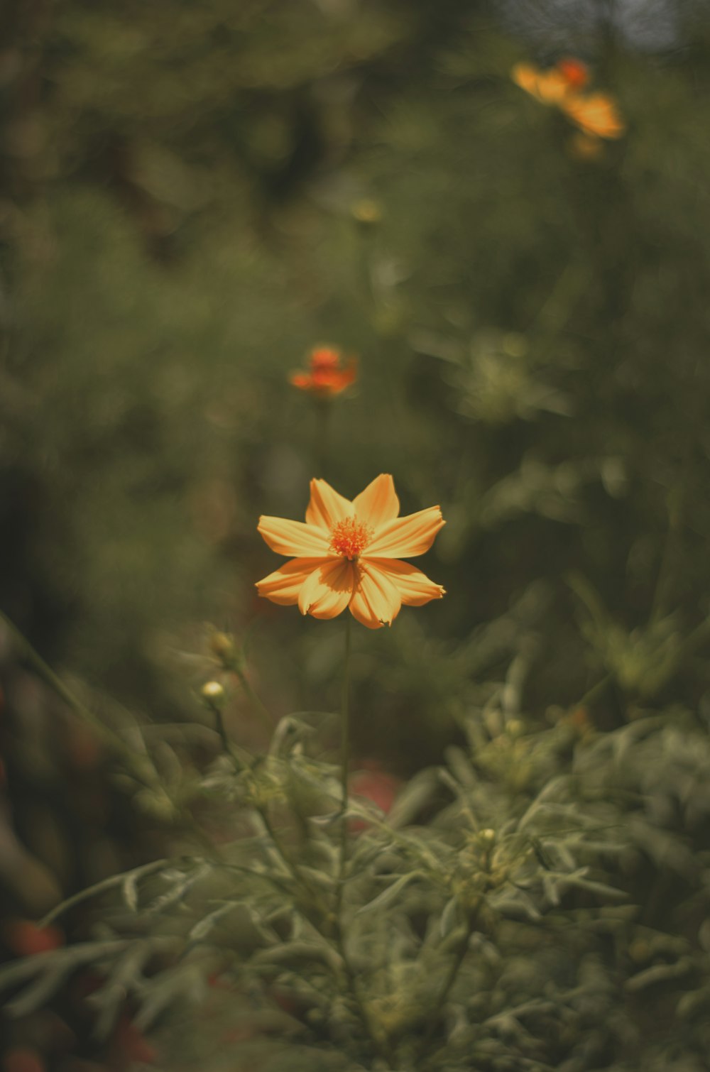 a yellow flower is in the middle of a field