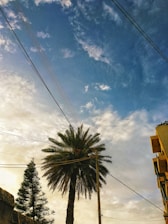 A tall palm tree is set against a partly cloudy sky with visible power lines running across the scene. There is another coniferous tree nearby and a building with balconies on the right side.