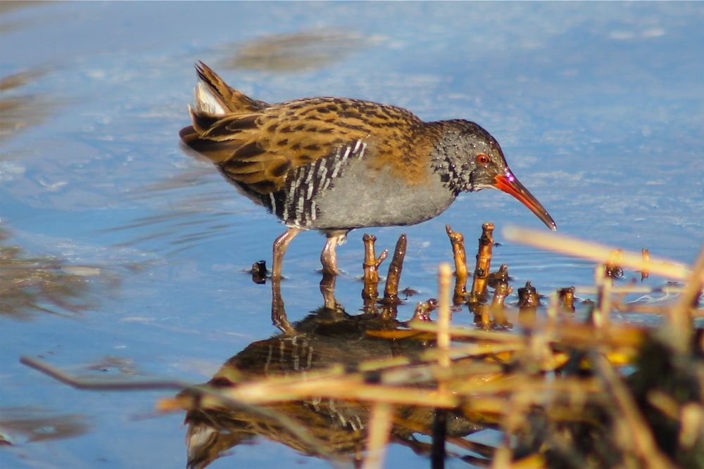 a small bird standing on top of a body of water