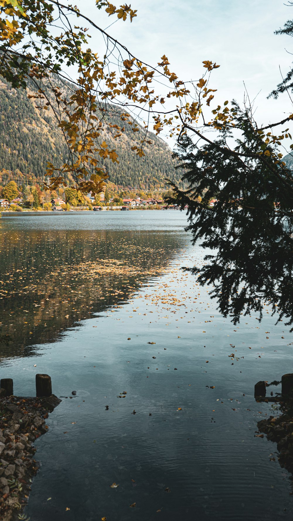 a body of water surrounded by a forest