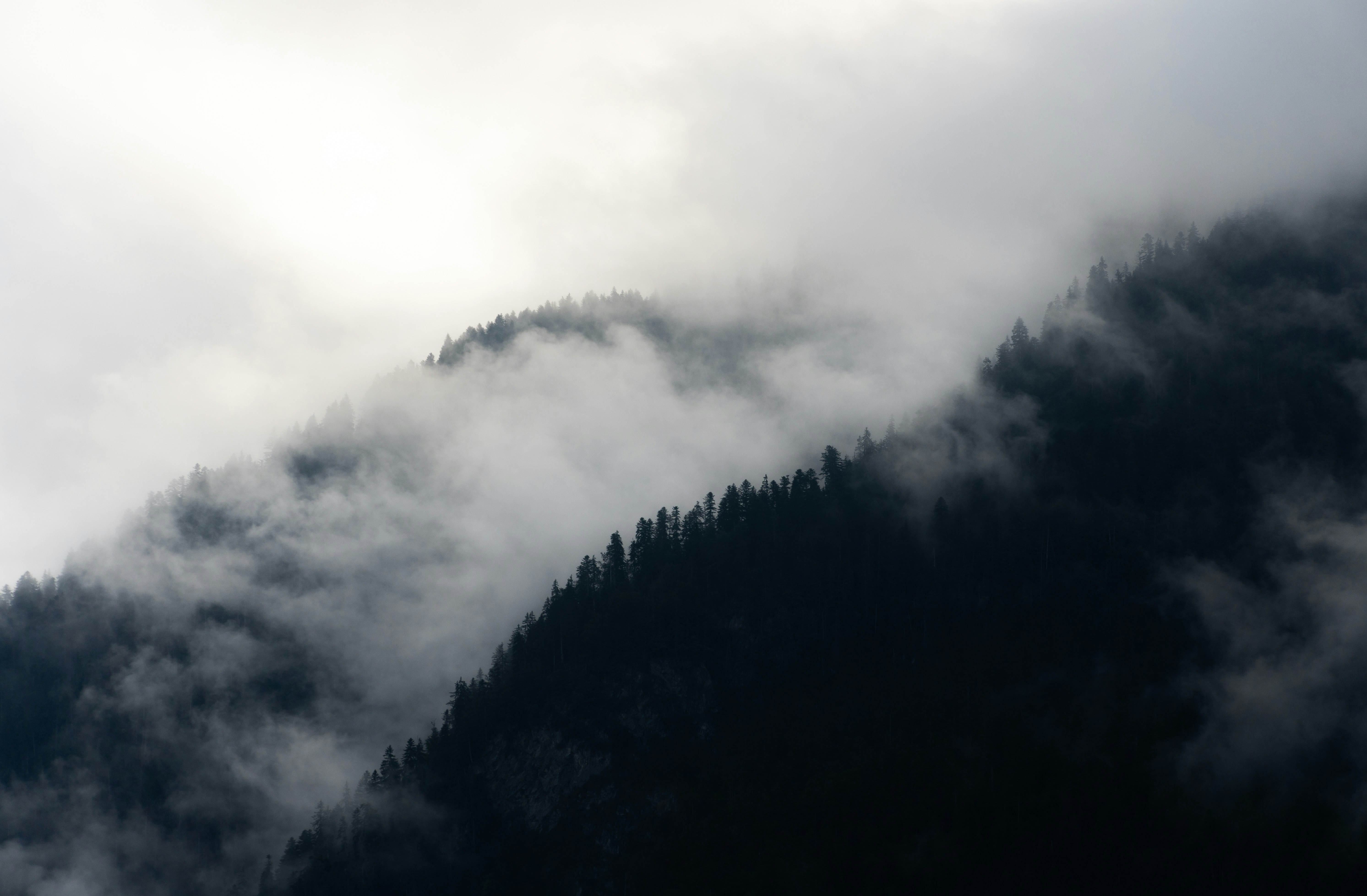 dark forest wallpaper, wallpaper, Night Vision in the Woods: Techniques & Tips 6