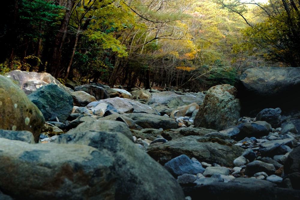 a stream running through a forest filled with lots of rocks