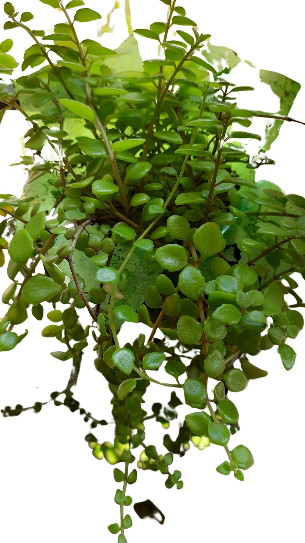eine Pflanze mit grünen Blättern auf weißem Hintergrund
