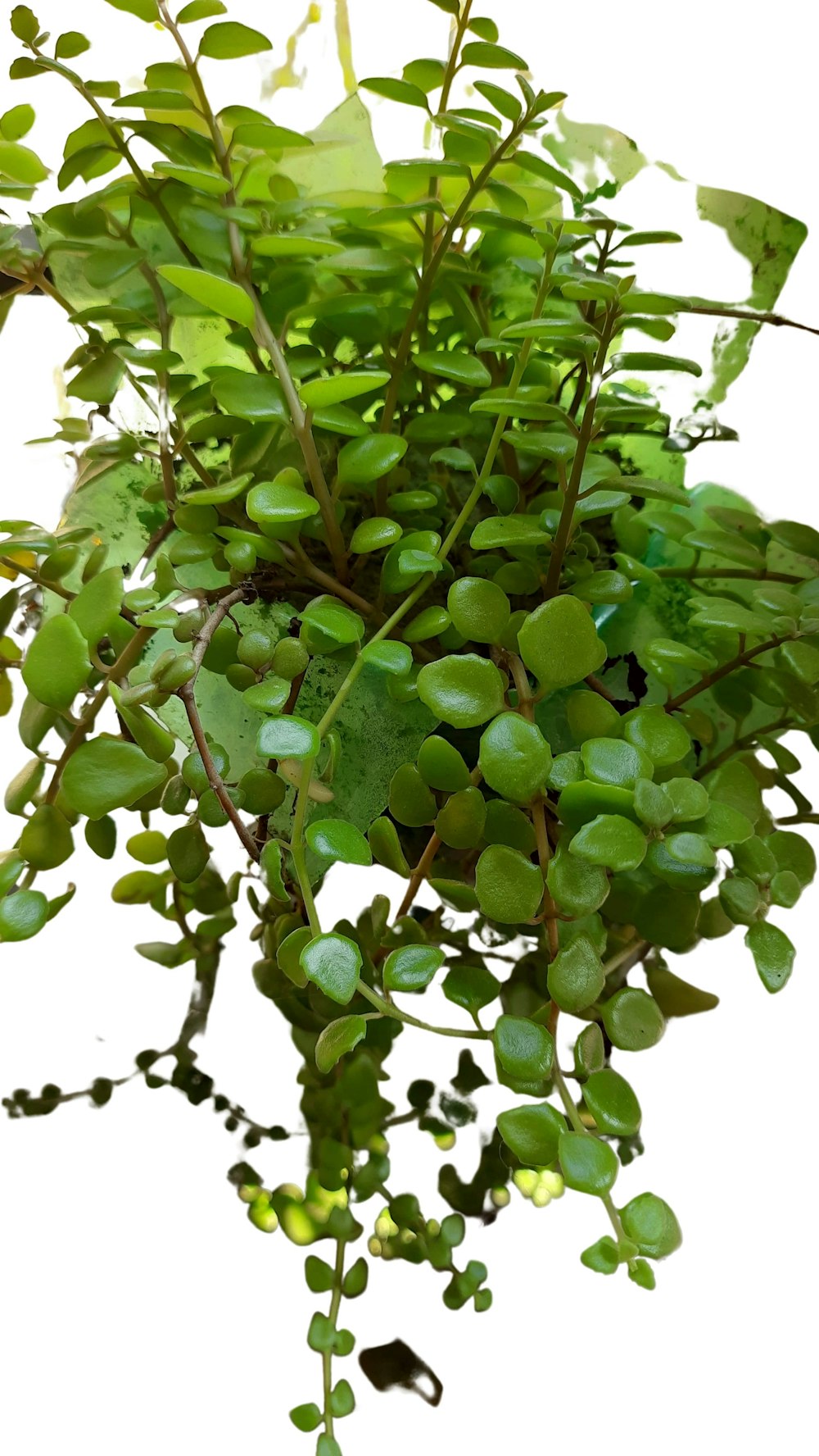 a plant with green leaves on a white background