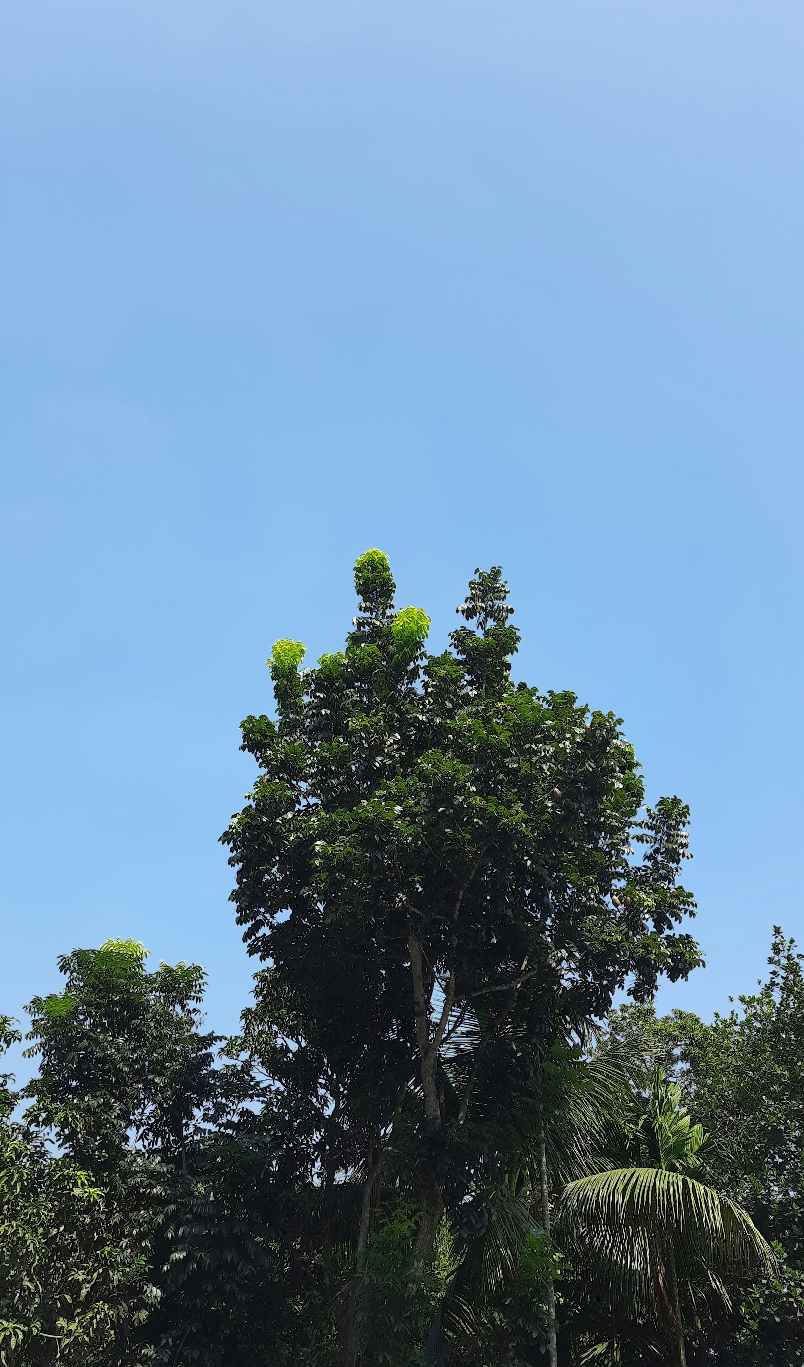 a group of trees with a blue sky in the background