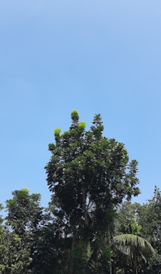 A tall tree with dense green foliage is set against a clear blue sky. Surrounding this central tree are other smaller trees and plants, contributing to a lush canopy of greenery.