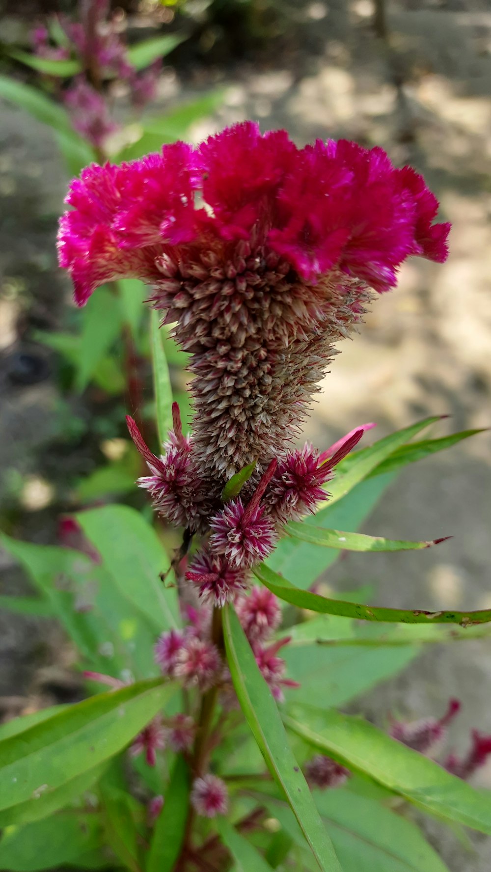 a close up of a flower on a plant