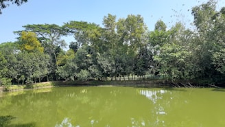 A tranquil pond reflecting the sky surrounded by lush green foliage.