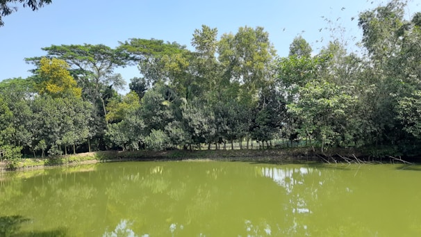 A tranquil pond reflecting the clear blue sky, framed by lush greenery and colorful blooming shrubs.