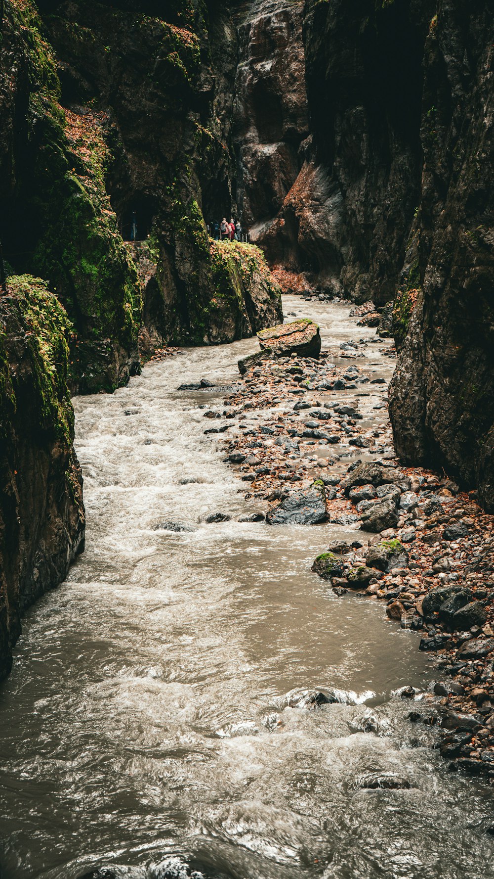 a river flowing through a lush green forest