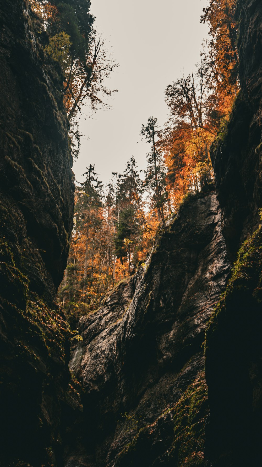 Un acantilado rocoso con árboles al fondo