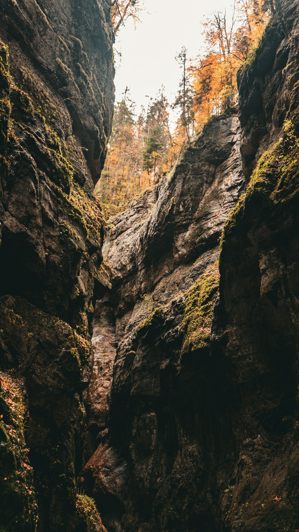 a narrow canyon in the middle of a forest