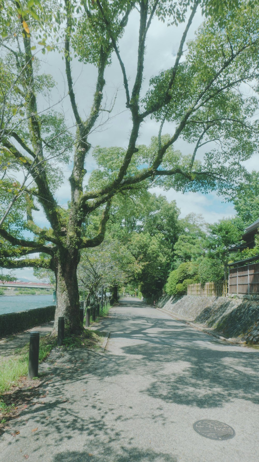 a street with a tree and a building in the background