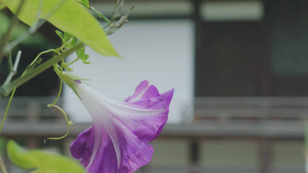 Un primer plano de una flor con un edificio en el fondo