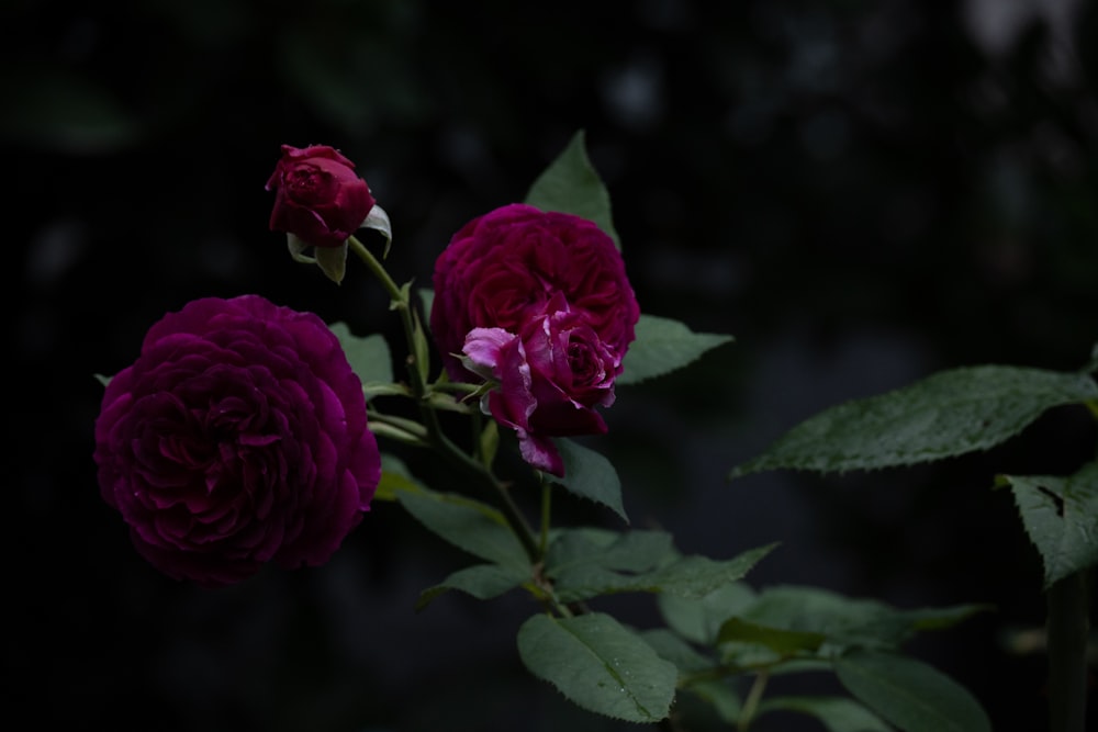 a close up of two roses with leaves