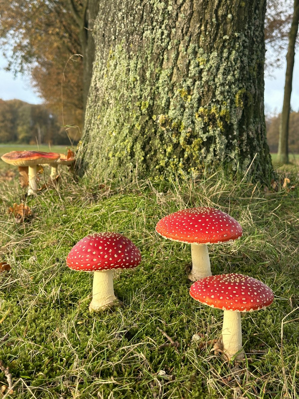 a group of red mushrooms sitting on top of a lush green field