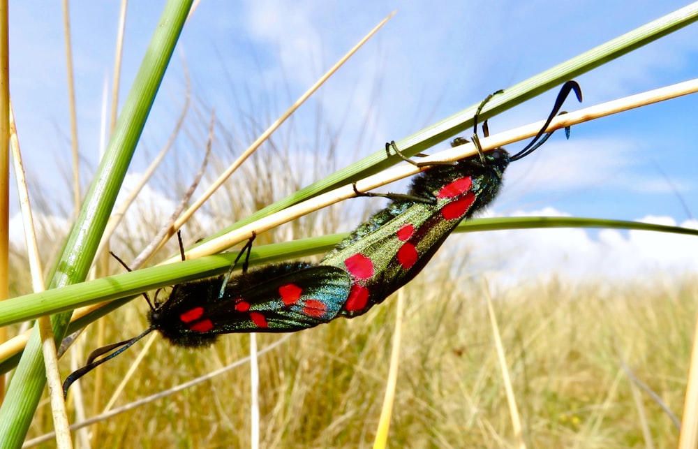 a close up of a bug on a plant