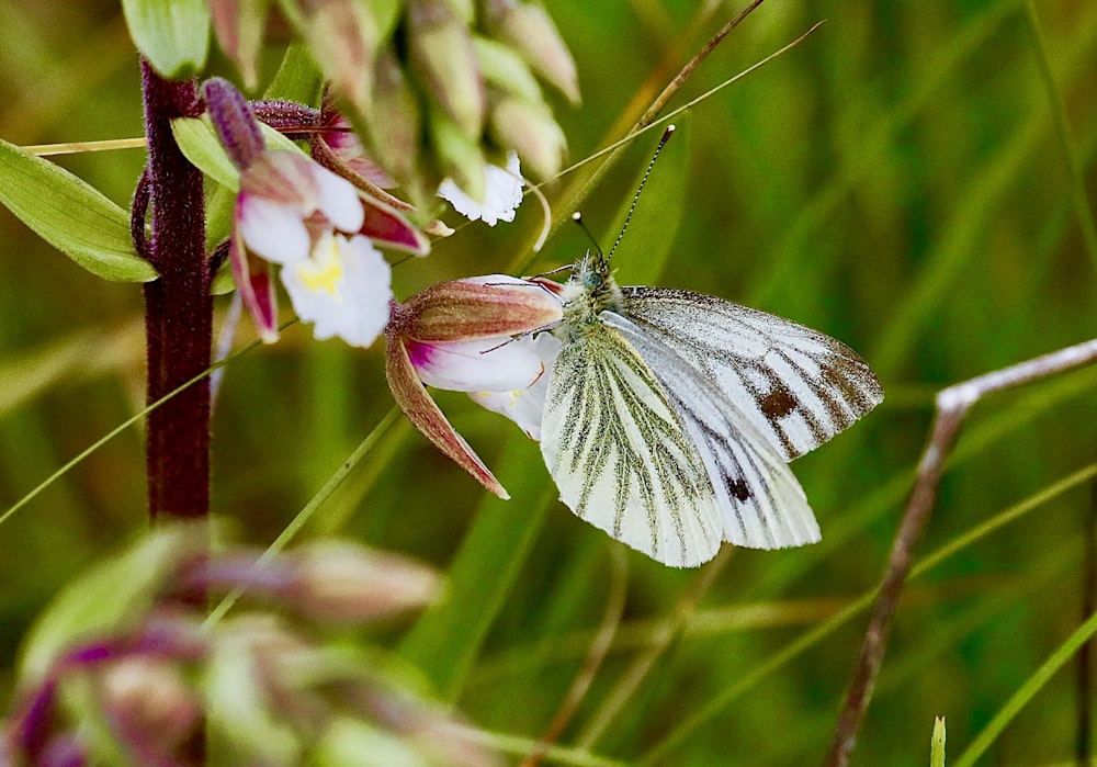 uma pequena borboleta branca sentada em uma flor