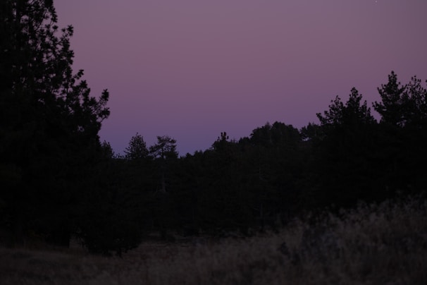 A serene forest landscape in Waldviertel captured with a drone at golden hour.